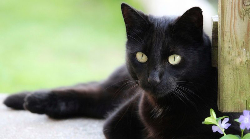 Vador a une litière scoopfree