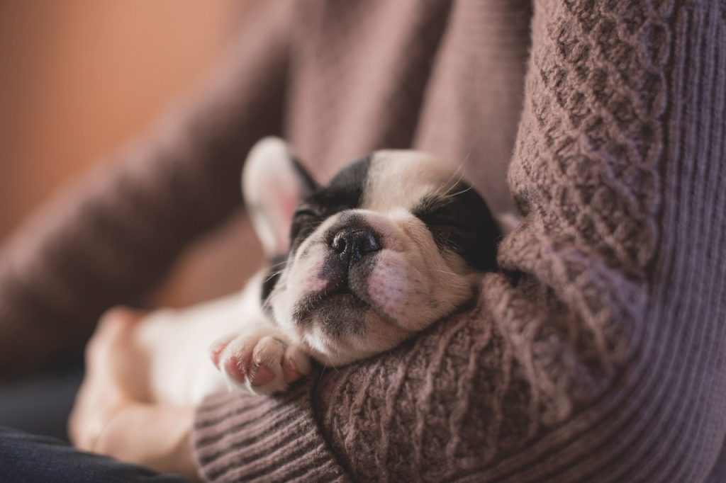 comment gérer la perte de son chien, quel souvenir conserver de son animal